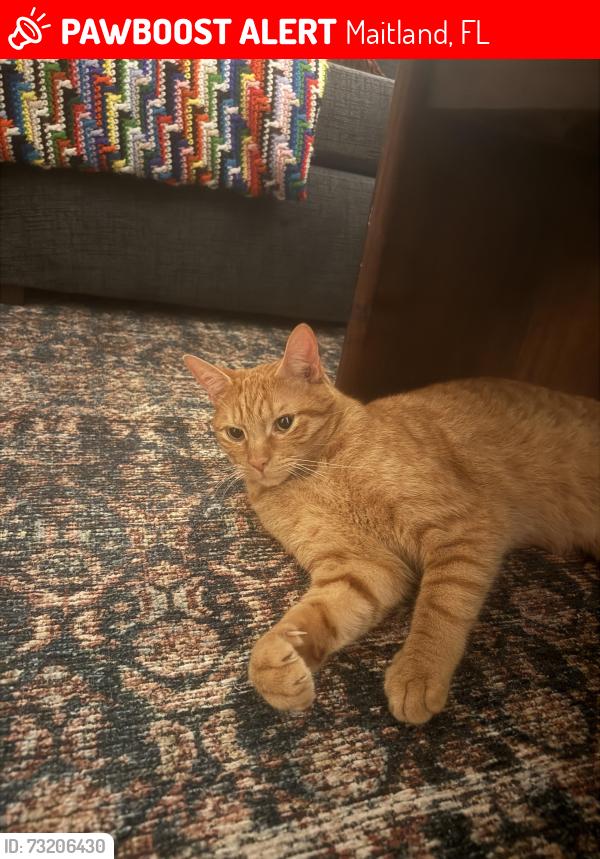 Lost Male Cat last seen Tuscarora trail, Maitland, FL 32751