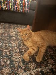 Lost Male Cat last seen Tuscarora trail, Maitland, FL 32751