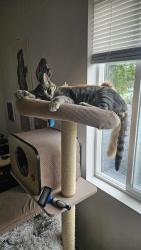 Lost Male Cat last seen Jewel Lake Neighborhood, Anchorage, AK 99502