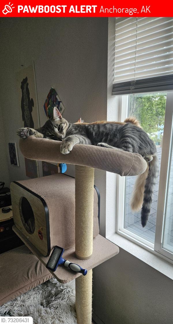 Lost Male Cat last seen Jewel Lake Neighborhood, Anchorage, AK 99502