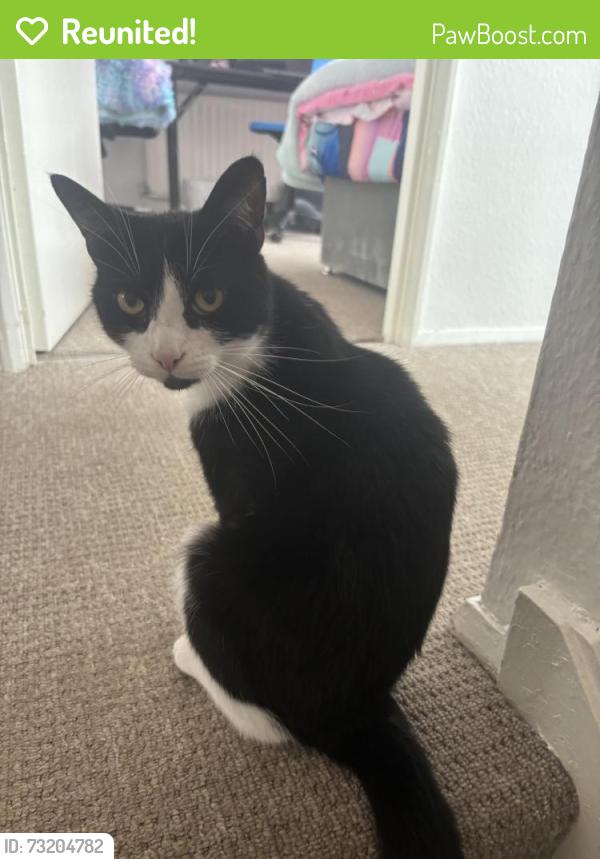Reunited Female Cat last seen Barmston, , England NE38
