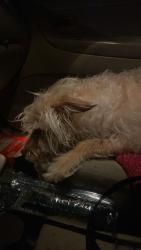 Reunited Female Dog last seen George dieter/montana, El Paso, TX 79936