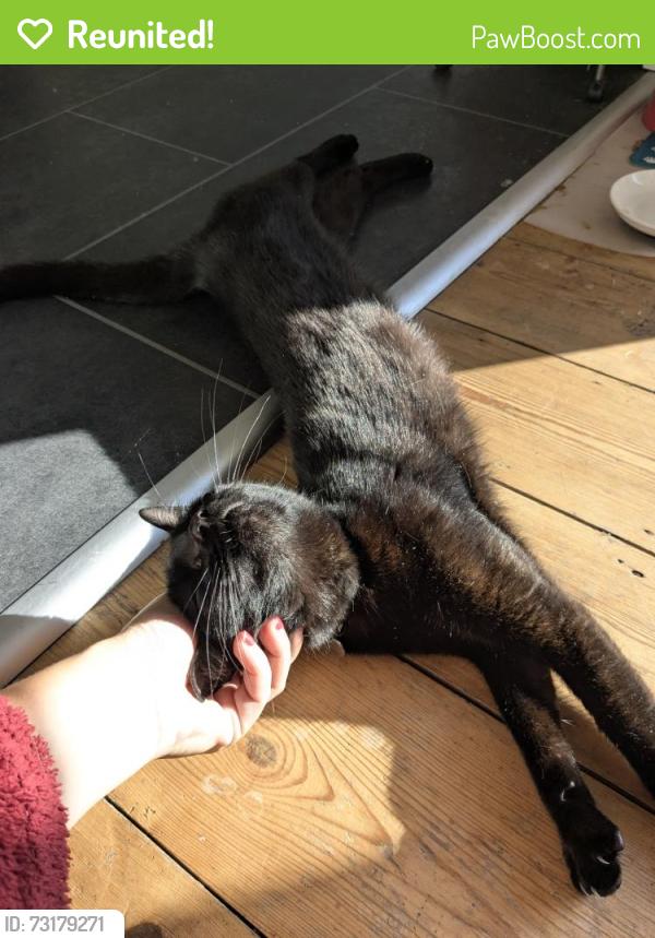 Reunited Male Cat last seen Ford Park Cemetery, Plymouth, England PL4 6QA
