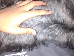 Found/Stray Female Other last seen Scottsdale, Rio Verde, AZ 85263