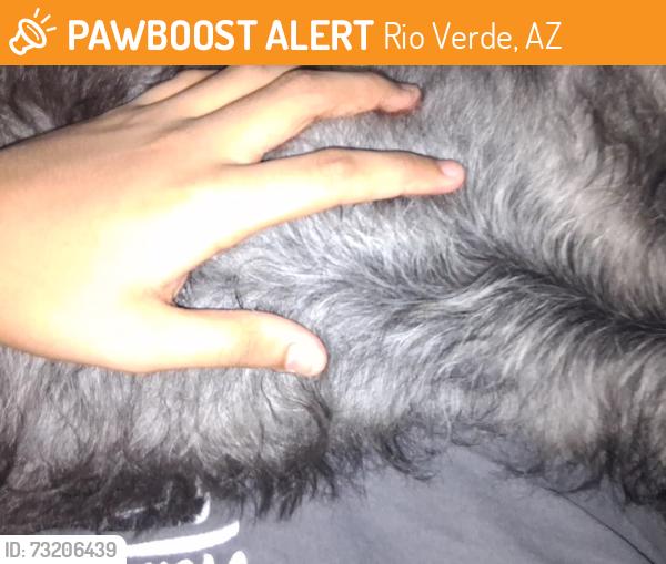 Found/Stray Female Other last seen Scottsdale, Rio Verde, AZ 85263