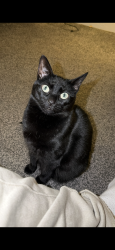 Lost Female Cat last seen New barn street, Greater London, England E16 4AH
