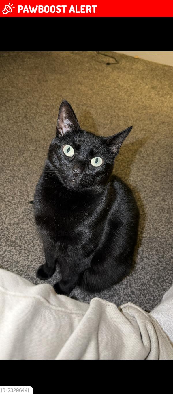 Lost Female Cat last seen New barn street, Greater London, England E16 4AH