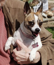 Reunited Female Dog last seen Near W. Ash & Woods Ave., Fullerton, Fullerton, CA 92832