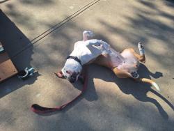 Shelter Stray Female Dog last seen unknown, STATEN ISLAND, NY, 10301, 3139 Veterans Rd W, Staten Island, NY 10309, USA