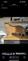 Lost Male Cat last seen 28th ave w and 3rd st 55806, Duluth, MN 55806