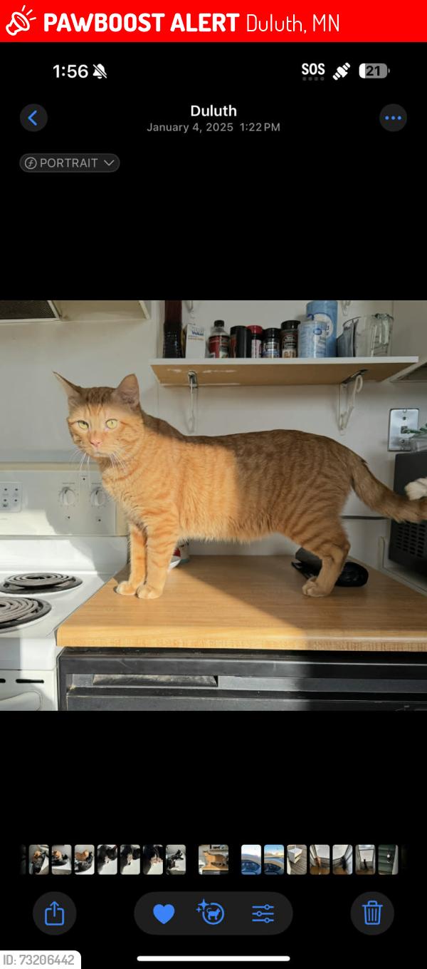 Lost Male Cat last seen 28th ave w and 3rd st 55806, Duluth, MN 55806