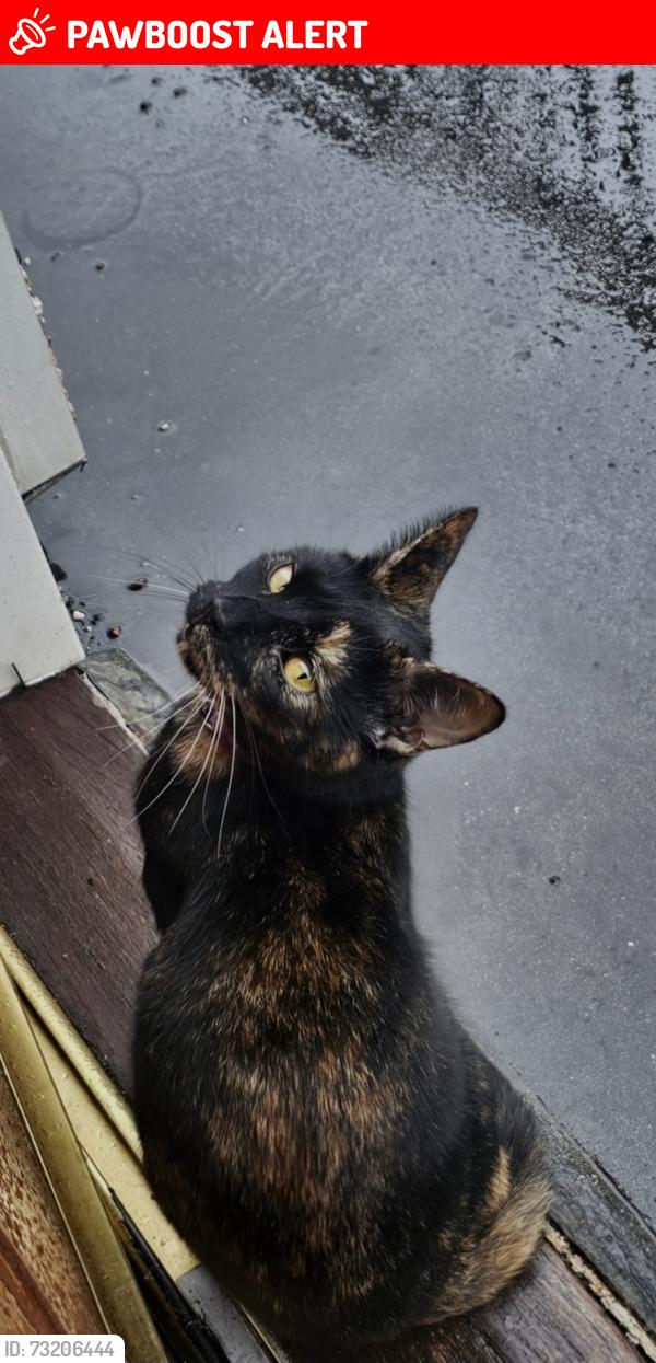 Lost Female Cat last seen Avon Road, Walthamstow, Greater London, England E17 3RD