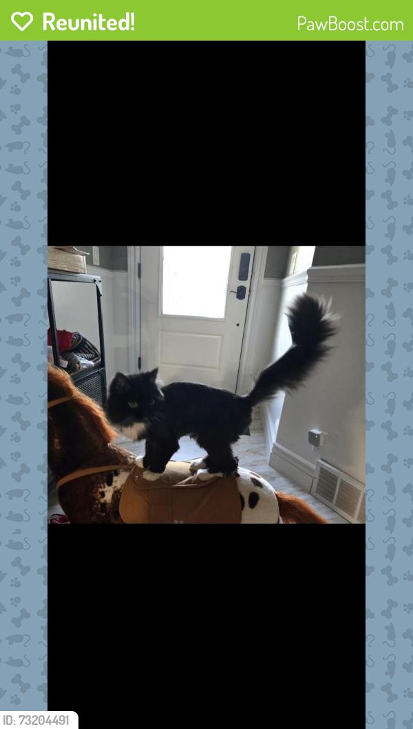 Reunited Female Cat last seen Near south Cameron drive, West Haven, UT 84401