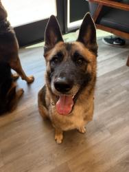 Lost Female Dog last seen Oxford Ave & Elizabeth St, Pasadena, CA 91104