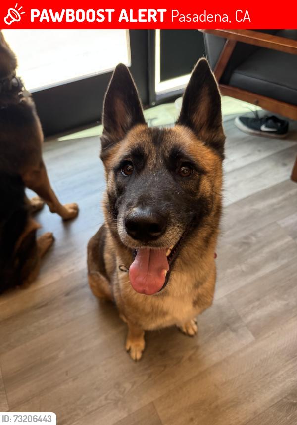 Lost Female Dog last seen Oxford Ave & Elizabeth St, Pasadena, CA 91104