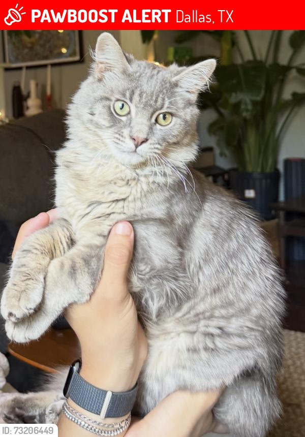 Lost Male Cat last seen Jefferson and 10th, Dallas, TX 75208