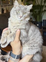 Lost Male Cat last seen Jefferson and 10th, Dallas, TX 75208