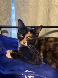 Found/Stray Female Cat last seen Keeport Drive and Youngridge Drive, Baldwin, PA 15236