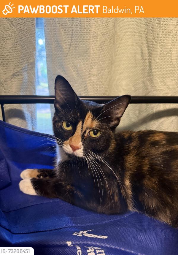 Found/Stray Female Cat last seen Keeport Drive and Youngridge Drive, Baldwin, PA 15236