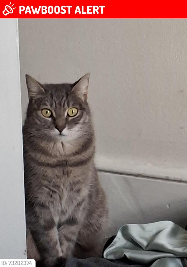 Lost Female Cat last seen Swains Lane N6 London, Greater London, England 