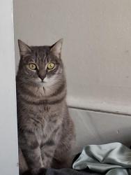 Lost Female Cat last seen Swains Lane N6 London, Greater London, England 