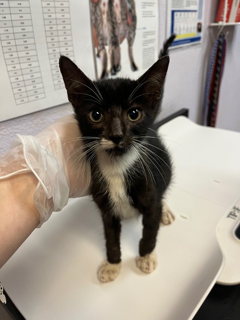 Shelter Stray Male Cat last seen Bexar County, 3353 Morningside Dr, New Braunfels, TX 78132, USA