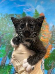 Shelter Stray Male Cat last seen Bexar County, 3353 Morningside Dr, New Braunfels, TX 78132, USA
