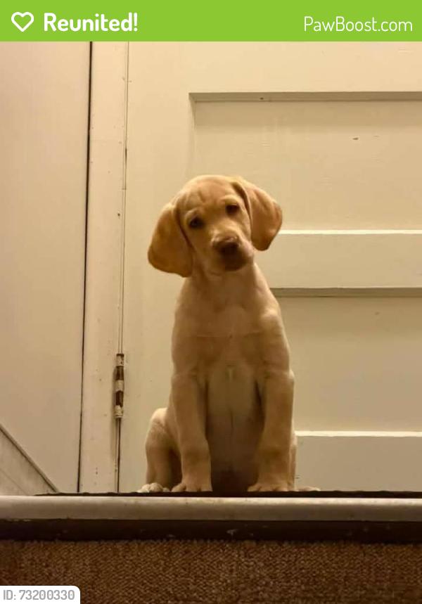 Reunited Female Dog last seen Stores, Salt Lake City, UT 84120