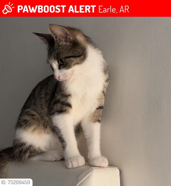 Lost Female Cat last seen 2nd St Earle AR 72331, Earle, AR 72331