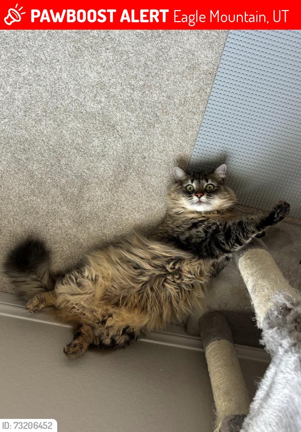 Lost Female Cat last seen In our hse at 3450 N Blackbird Dr, Eagle Mountain, UT, Eagle Mountain, UT 84005