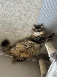 Lost Female Cat last seen In our hse at 3450 N Blackbird Dr, Eagle Mountain, UT, Eagle Mountain, UT 84005