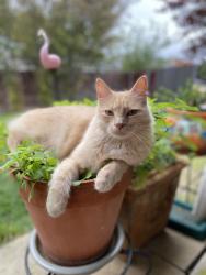 Lost Male Cat last seen Foster Lane and Mildred Ave, Killeen, TX 76549