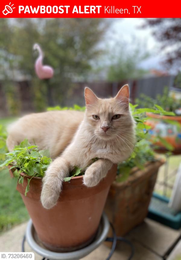 Lost Male Cat last seen Foster Lane and Mildred Ave, Killeen, TX 76549