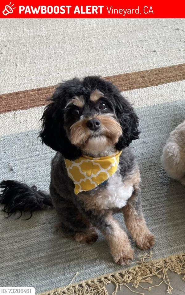Lost Male Dog last seen Bradshaw/Gerber/Vineyard, Vineyard, CA 95829