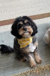 Lost Male Dog last seen Bradshaw/Gerber/Vineyard, Vineyard, CA 95829