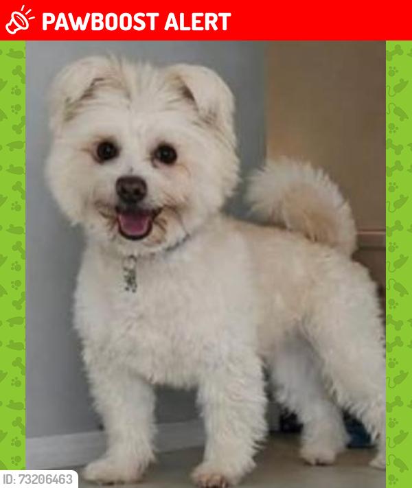 Lost Male Dog last seen Fennel street, North Parramatta, NSW 2151