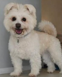 Lost Male Dog last seen Fennel street, North Parramatta, NSW 2151