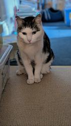 Reunited Male Cat last seen Sileby park, Sileby, England 
