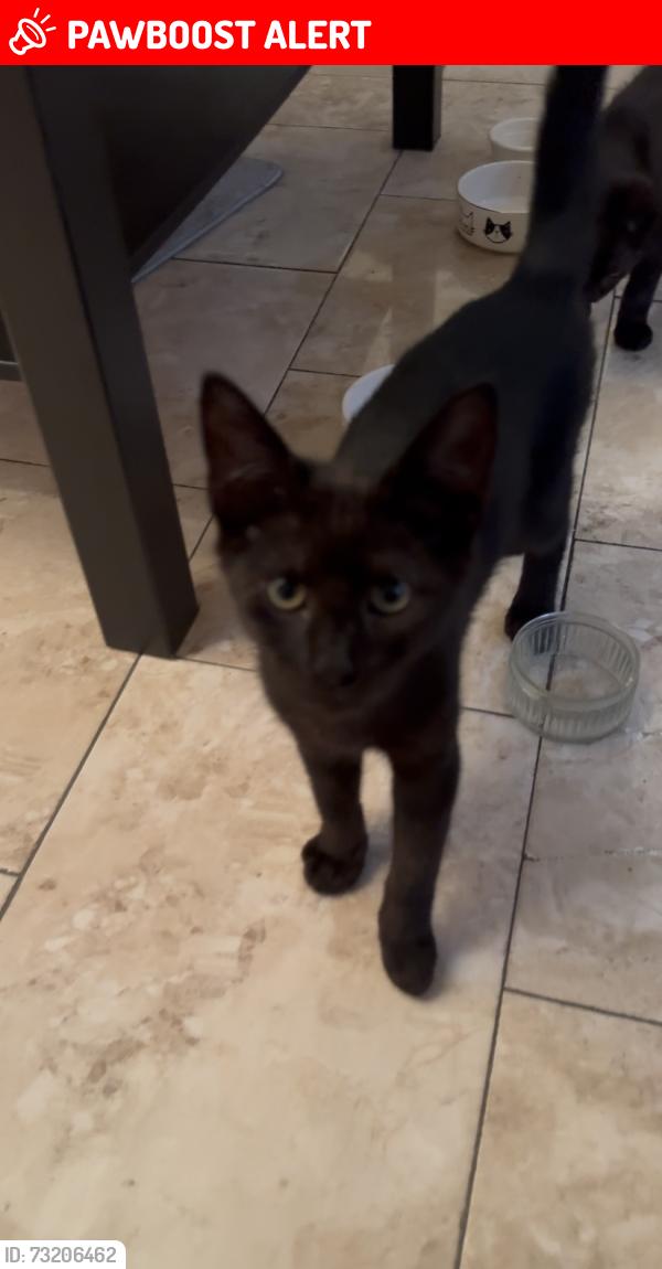 Lost Male Cat last seen Inside the gated community accessible from Toynbee Street and Brune Street, E17NR, Greater London, England E1 7NE