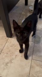 Lost Male Cat last seen Inside the gated community accessible from Toynbee Street and Brune Street, E17NR, Greater London, England E1 7NE