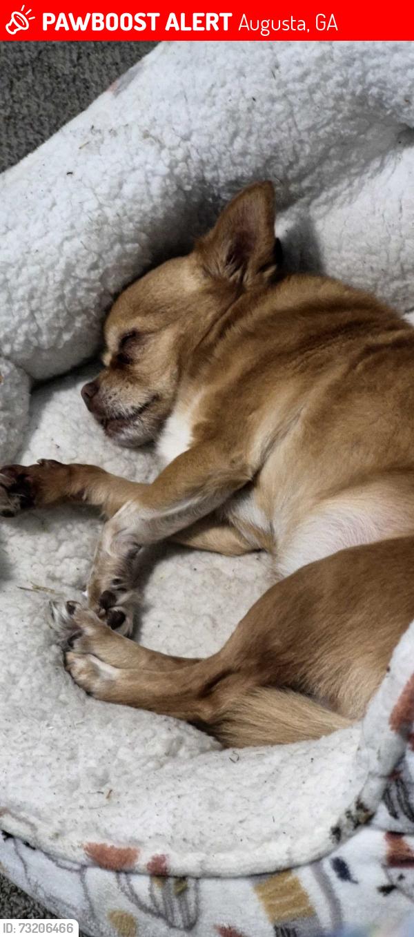 Lost Female Dog last seen Near Chadwick, Augusta, GA 30906