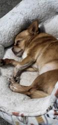 Lost Female Dog last seen Near Chadwick, Augusta, GA 30906