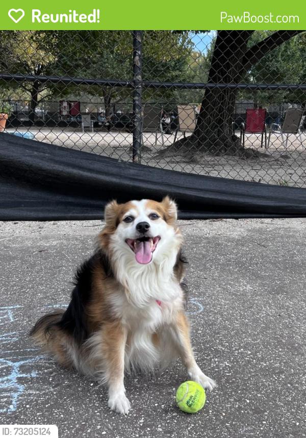 Reunited Female Dog last seen Sunoco on Parklawn, Rockville, MD 20852