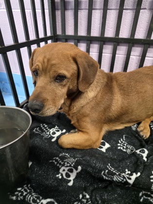 Shelter Stray Male Dog last seen Near Tierra Cadena Drive, CITY of El Paso, TX, 5001 Fred Wilson Ave, El Paso, TX 79906, USA