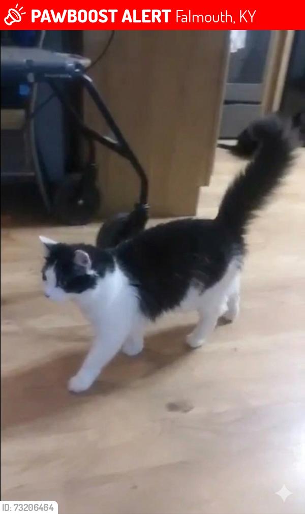 Lost Male Cat last seen Blue Jay Cir, Falmouth, KY 41040