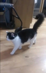 Lost Male Cat last seen Blue Jay Cir, Falmouth, KY 41040