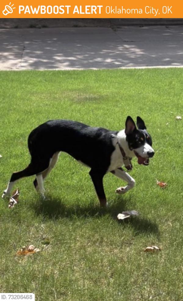 Found/Stray Unknown Dog last seen Nw 122nd and May, Oklahoma City, OK 73120