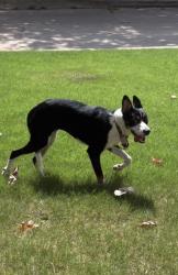 Found/Stray Unknown Dog last seen Nw 122nd and May, Oklahoma City, OK 73120