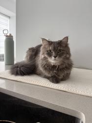 Lost Male Cat last seen Preserve Pond, Oakville, ON L6M 4L9