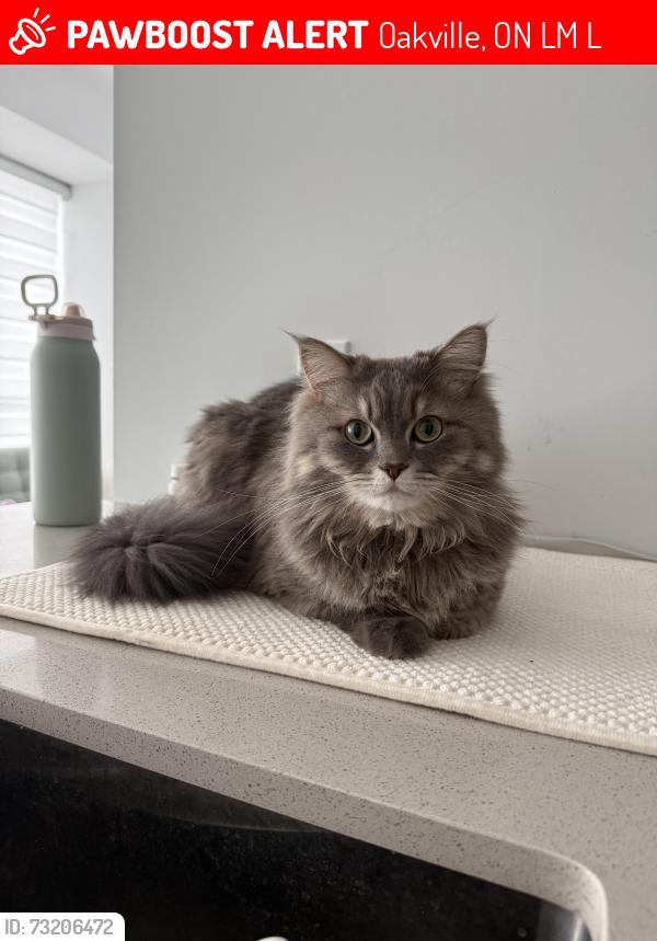 Lost Male Cat last seen Preserve Pond, Oakville, ON L6M 4L9